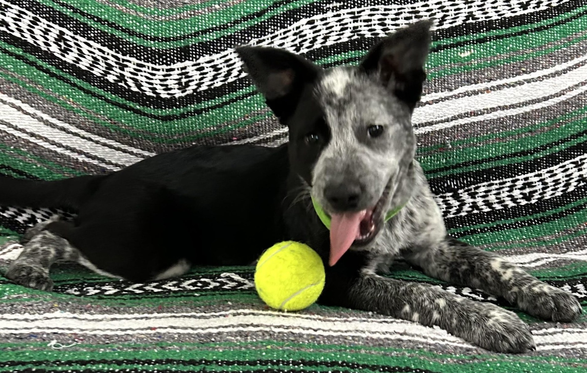 Second Chance Pet Rescue