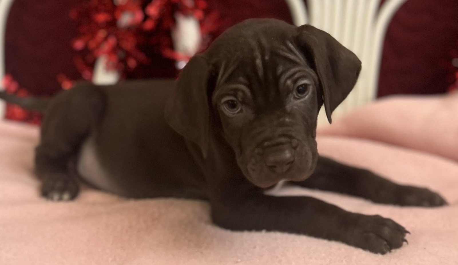 Second Chance Pet Rescue